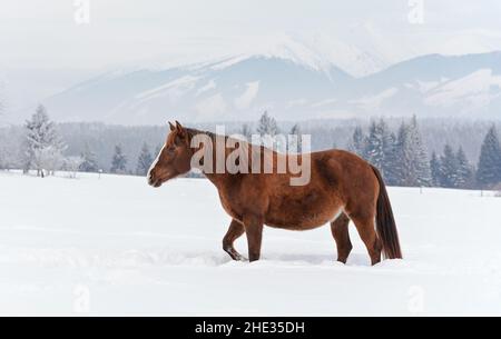 Brown horse walks on snow covered field in winter, blurred trees background Stock Photo