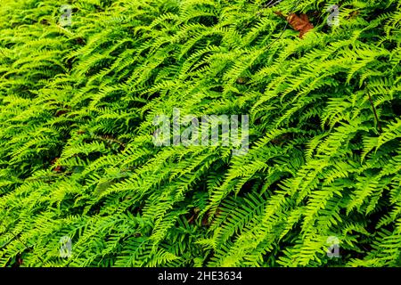 Lush green ferns grow along the trail to Bridal Veil Falls; Columbia River Gorge; Oregon; USA Stock Photo