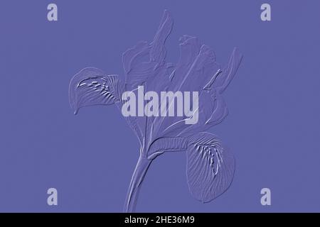 Digitally embossed image of a Iris reticulata Stock Photo