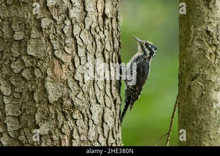 Eurasian three-toed woodpecker, Picoides tridactylus Stock Photo