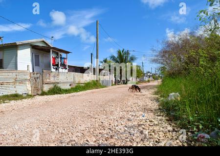 Stray dogs looking for food on an unpaved road in a Belize City, Belize neighborhood. Stock Photo