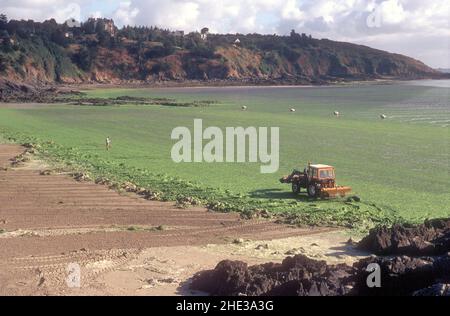 Beach invades green sea-weed Stock Photo