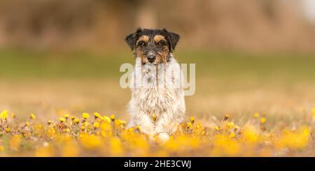 Little proud Jack Russell Terrier dog 3 years old, hair style rough  is standing in a flowering meadow in spring Stock Photo