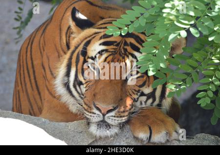 A siberian tiger is hiding behind a tree Stock Photo