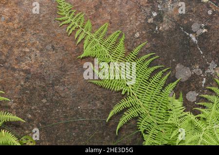 Hay-scented Fern grows against a boulder.  Dennstaedtia punctilobula Stock Photo