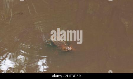 Common snapping turtle breathing at surface and seeing if any humans will throw bread.  In an Eakins Park pond in Fairfax County, Virginia. Stock Photo