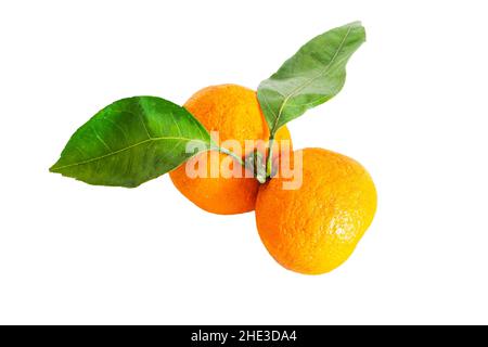 Two ripe tangerines with green leaves on a white background Stock Photo