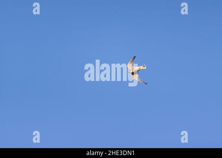 Eurasian Hobby (Falco subbuteo) juvenile flying Stock Photo