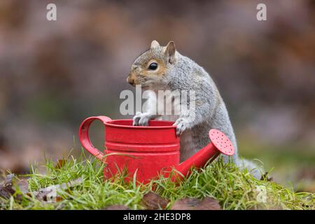 Eastern Grey Squirrel (Sciurus carolinensis) introduced species, adult standing on watering can in garden, Suffolk, England, December Stock Photo