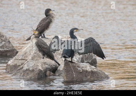 Great cormorant (Phalacrocorax carbo) drying its wings along the Nile river in Egypt. Stock Photo