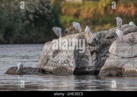 A flock of cattle egrets (Bubulcus ibis) perched on rocks alongside the Nile river in Aswan, Egypt. Stock Photo