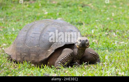 Closeup frontal portrait of domed Galapagos Giant Tortoise in grassy landscape Stock Photo