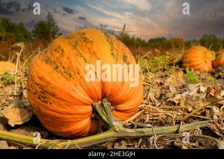 View on pumpkins on autumn meadow Stock Photo