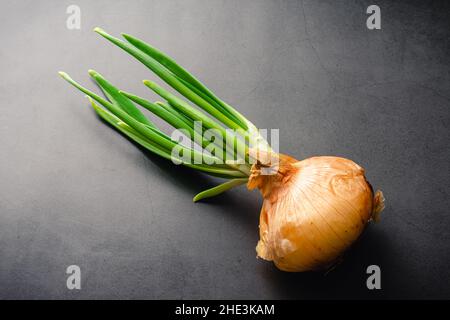 Sprouted Onion on a Dark Background: A yellow onion with green leaves or shoots sprouting Stock Photo