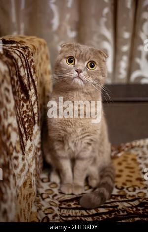 beautiful red-haired lop-eared cat on the couch Stock Photo
