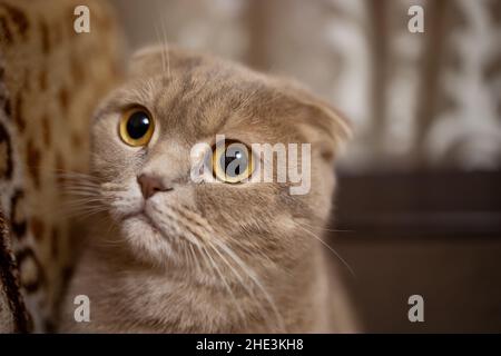 fluffy lop-eared cat of red color with yellow eyes on the sofa Stock Photo