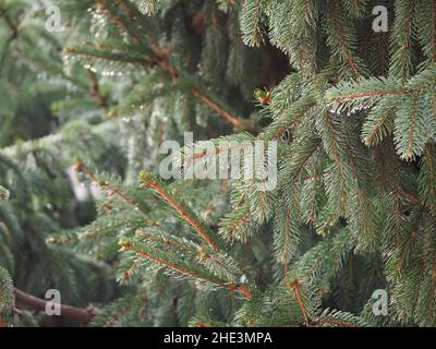 morning dew droplets on pine tree leaves Stock Photo