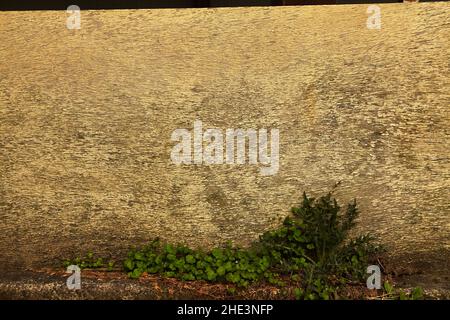 Faded yellow old paint on plywood fence and growing green plants Stock Photo