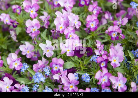 Flowering violet tufted pansy flowers close-up. Shallow DOF! Stock Photo
