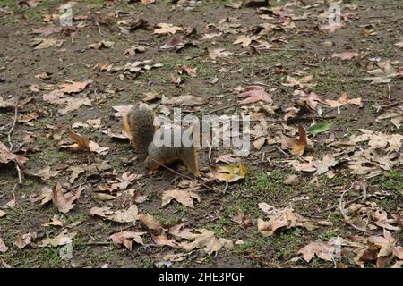 Overweight Squirrel in La Habra community park