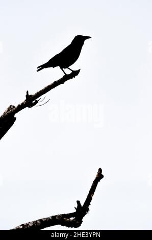 Silhouette of Carrion Crow (Corvus corone) on a branch. Stock Photo