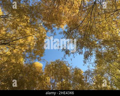 Low angle shot of trees with yellow leaves on a blue sky background on a sunny day Stock Photo