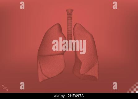 Monotone illustration of lungs the primary organs of the respiratory system in humans Stock Vector