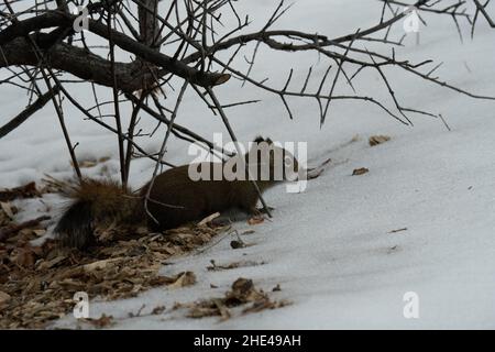 Curious squirrel sitting on the ground covered with fallen dry leaves and snow Stock Photo