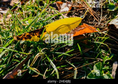 Closeup of the frozen grass and leaves on the ground Stock Photo