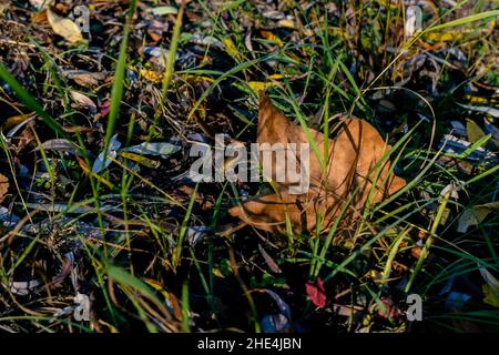 Closeup of the frozen grass and leaves on the ground Stock Photo
