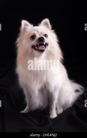 beautiful Spitz dog background, close up Stock Photo - Alamy