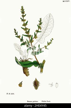 Rumex pulcher - English botany, or, Coloured figures of British plants - vol. 8 (ed. 3) - t. 1214 - clean. Stock Photo