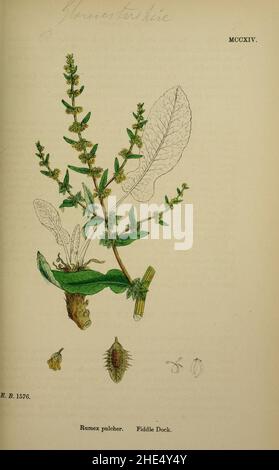 Rumex pulcher - English botany, or, Coloured figures of British plants - vol. 8 (ed. 3) - t. 1214. Stock Photo