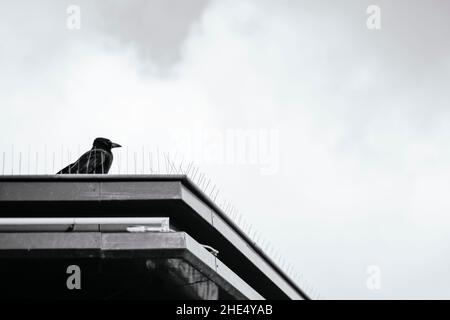 a pigeon perched on a ledge in paris, france Stock Photo