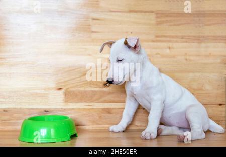 mini Jack russel puppy dog boring food on wood background Stock Photo