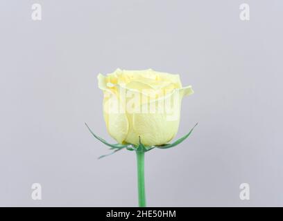 Natural yellow olive green rose flower against silver pastel abstract background. Organic photography, minimal style. Stock Photo