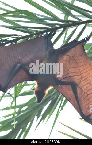 Indian Flying Fox - Pteropus medius Stock Photo