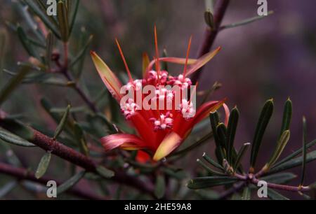 MOUNTAIN DEVIL (LAMBERTIA FORMOSA) Stock Photo