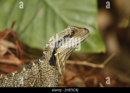 A close-up side portrait of an Australian Water Dragon (Intellagama lesueurii) in Port Macquarie, NSW, Australia. Stock Photo