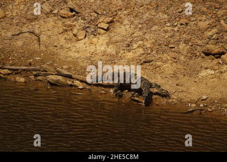 A Bell phase Lace Goanna (or Tree Goanna, Varanus varius) drinking from a pond or lake with its forked tongue out in the Capertee Valley in New South Stock Photo