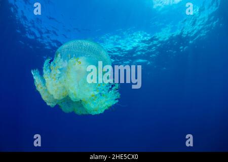 The crowned jellyfish, Cephea cephea, is also known as the cauliflower jellyfish, Hawaii. This species lives in open ocean with a lifespan of three to Stock Photo