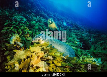 Australian sea lions, Neophoca cinerea, move like torpedos underwater, and occasionally take a moment to rest in the kelp, Neptune Islands, South Aust Stock Photo