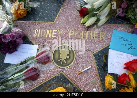 Los Angeles, California, USA 8th January 2022 Actor Sidney Poitier's Hollywood Walk of Fame Star Memorial after he passed away on January 8, 2022 in Los Angeles, California, USA. Photo by Barry King/Alamy Live News Stock Photo