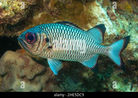 The scales on the shadowfin soldierfish, Myripristis adusta, are particularly large, Yap, Micronesia. This fish reaches 14 inches in length. Stock Photo