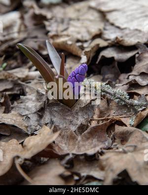 First spring flowers of Scilla bifolia, the alpine squill or two-leaf squill in forest Stock Photo