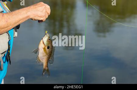 Fisherman removing fish from hook Stock Photo