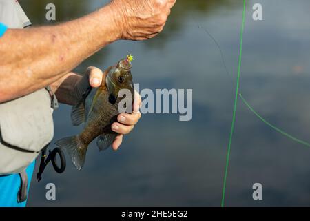 Fisherman removing fish from hook Stock Photo