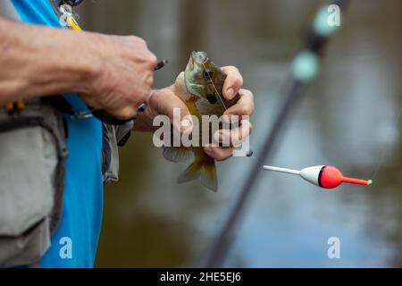 Fisherman removing hook from bluegill fish Stock Photo