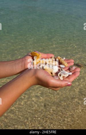 Collecting Shells at the beach in Thailand Stock Photo - Alamy