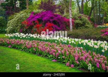 Various fresh colorful spring flowers in the famous Keukenhof garden. Stunning flower beds with hyacinths, daffodils and azaleas, Lisse, Netherlands, Stock Photo